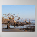 Suche nach driftwood poster Baum