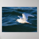 Suche nach seagull poster Tiere