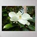 Suche nach magnolien poster Weiß