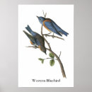 Suche nach drossel poster Vogel