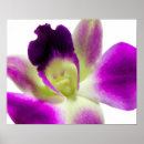 Suche nach exotische blumen poster Orchid