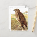 Suche nach bussard poster postkarten Vogelvogel