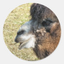 Suche nach lustiges kamel aufkleber Tier