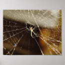 Suche nach netz poster Spinne