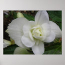 Suche nach nelken poster Fotografie