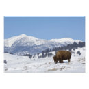 Suche nach amerikanischer büffel poster Landschaft