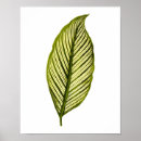 Suche nach antike botanische illustration poster Tropisch