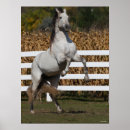 Suche nach stallion poster Rearing