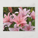Suche nach rosa lilie postkarten Blumenreich