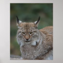 Suche nach lynx poster Bob