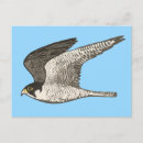 Suche nach illustration postkarten Vögel