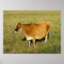 Suche nach jersey kuh poster Für alle