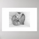 Suche nach bengalische katze poster Tiere