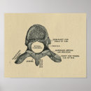 Suche nach anatomy poster Anatomical