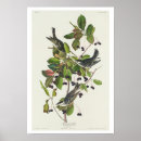 Suche nach schwarzer vogel poster Vogelbeobachter