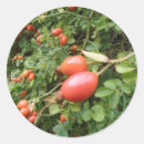 Suche nach juicy aufkleber Rot