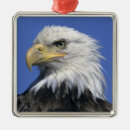 Suche nach gesicht ornamente Usa