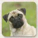 Suche nach kamera kopfe Mops