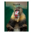 Suche nach primat poster Afrika