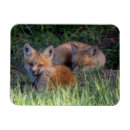 Suche nach cute animals magnete Cute baby animal