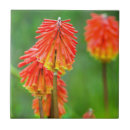 Suche nach fokus fliesen Nah up