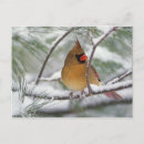 Suche nach singvogel postkarten Schnee