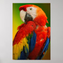 Suche nach ara poster Vogelvogel