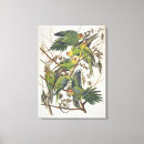 Suche nach john james audubon leinwandbilder Illustration