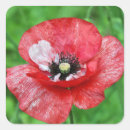 Suche nach mohn aufkleber Rot