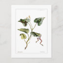 Suche nach amphibien postkarten Aquarell