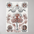 Suche nach vintage quallen poster Gelee