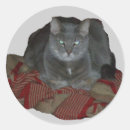 Suche nach mürrische katze aufkleber Grau