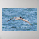 Suche nach pelican poster Animals