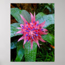 Suche nach bromeliad poster Botanisch