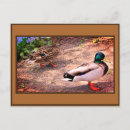 Suche nach stockente postkarten Enten