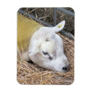 Suche nach schuh magnete Tiere