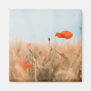 Suche nach mohnblume magnete Pflanze