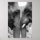 Suche nach vintage elefanten poster Wild