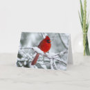 Suche nach roter kardinal karten Schnee