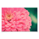 Suche nach zinnia poster Rosa