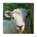 Suche nach lämmer fliesen Jede person