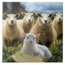 Suche nach herd fliesen Schafe