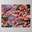 Suche nach rosa blüten auf baum poster Botanisch