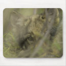 Suche nach grauer wolf mousepads Tierkörperteil
