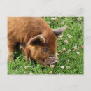 Suche nach niedliches schwein postkarten Nutztiere