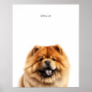 Suche nach chow chow poster Welpe