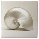 Suche nach nautilus muschel fliesen Weiß