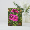 Suche nach rosa dahlien postkarten Botanisch