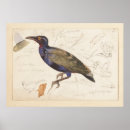 Suche nach sternchen poster Vogelvogel