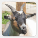 Suche nach goats aufkleber Tiere
